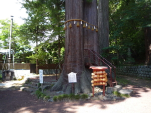 日枝神社 子宝の杉