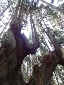 蕪山 株杉