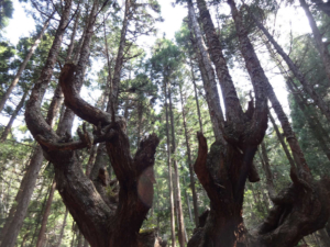 蕪山 株杉