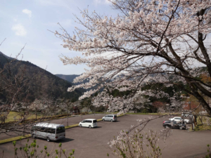 蕪山 桜